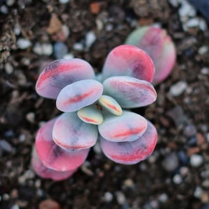 Cotyledon Orbiculata,Succulent Plant,Succulent Gifts