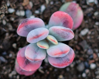 May include: A small succulent plant with fleshy, rounded leaves in shades of green, pink, and white. The plant is potted in a black plastic pot.