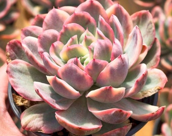 Echeveria Luella Variegated,Succulent Plant,Succulent Gifts