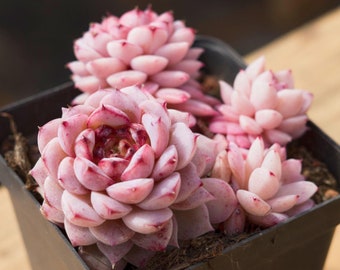 Echeveria Pavo Cristatus, Plante succulente, Cadeaux succulents