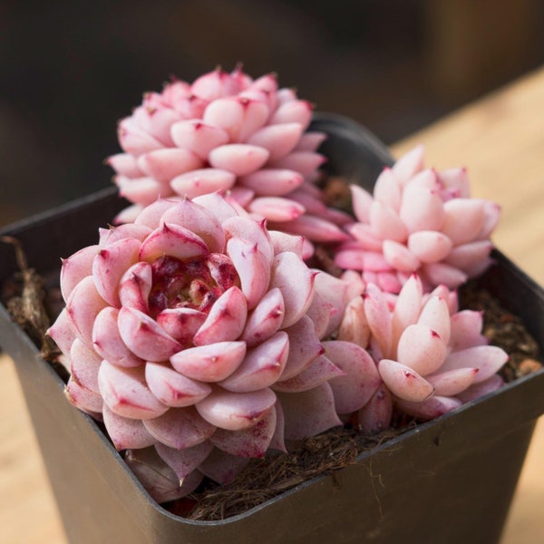 Echeveria Pavo Cristatus, Planta Suculenta, Regalos Suculentos