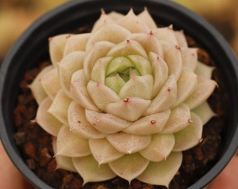 Echeveria Jade blanc, Plante succulente, Cadeaux succulentes