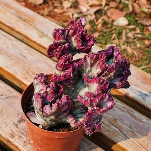 Euphorbia Lactea Cristata,Succulent Plant,Succulent Gifts