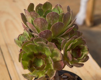 Aeonium Lemon Rose,Succulent Plant,Succulent Gifts