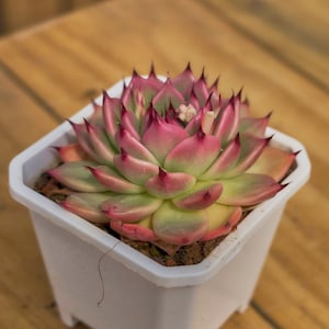 Echeveria Toscannelly,Succulent Plant,Succulent Gifts