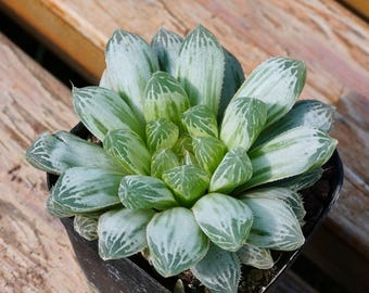 May include: A close-up of a succulent plant in a black pot. The plant has thick, translucent leaves with white and green stripes. The pot sits on a wooden surface with a natural wood grain pattern. The plant is a Haworthia.