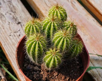 Cactus Giant Cactus, Succulent Plant,Succulent Gifts