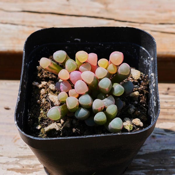 Fenestraria Aurantiaca Variegated, Succulent Plant,Succulent Gifts