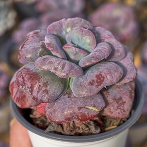 Echeveria &#39;Heart&#39;s Delight&#39;,Planta suculenta,Regalos suculentos