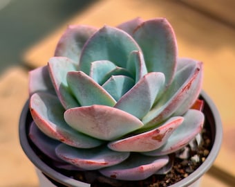 Echeveria Blue Enchantress - Live Succulent - Etsy
