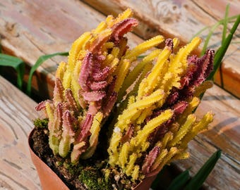 May include: A potted succulent plant with yellow and purple stems. The plant is in a small brown pot, sitting on a wooden surface. The plant has a unique, textured appearance.