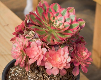 Aeonium Pink Witch, Sukkulente, Sukkulentengeschenke