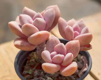 Echeveria Murasaki,Sukkulentenpflanze,Sukkulentengeschenke