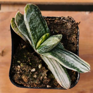 Gasteria Gracilis,Succulent Plant,Succulent Gifts