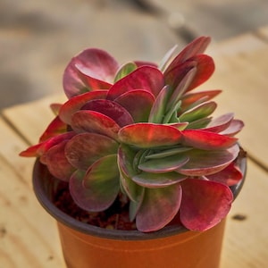Kalanchoe Thyrsifolia Variegated Crested, Roślina sukulentna, Prezenty sukulentowe