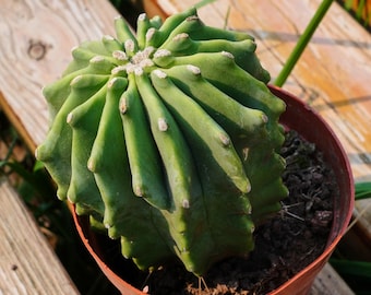 Ferocactus Glaucescens, Planta Suculenta, Regalos Suculentos