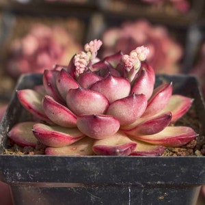 Echeveria Manbolo,Succulent Plant,Succulent Gifts