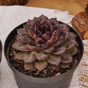 Pode incluir: Uma planta suculenta bordô escuro em um vaso de plástico preto. A suculenta tem folhas em camadas com toques de verde e marrom. O vaso está sobre um pano branco, com um fundo marrom e pedaços de madeira.