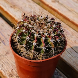 Gymnocalycium Marquezii, Planta suculenta, Regalos suculentos