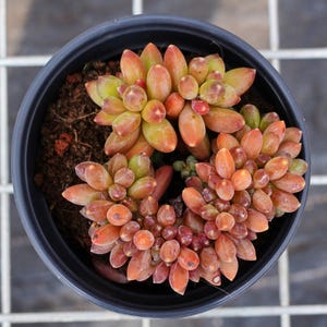 Pachyphytum compactum huppé, plante grasse, succulente cadeaux