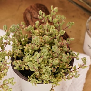 May include: A small succulent plant in a white pot with a dark rim. The plant has small, rounded, light green leaves with reddish stems. The pot sits on a white cloth. The background includes a wooden piece.