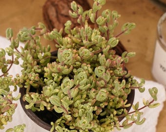 Drosanthemum Stokoei Variegated, Succulent Plant,Succulent Gifts