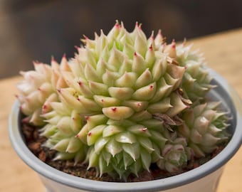 Echeveria Malgan,Succulent Plant,Succulent Gifts