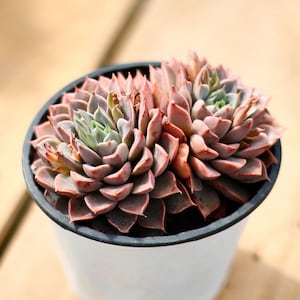 Echeveria Summer Dream,Succulent Plant,Succulent Gifts