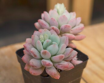 Graptoveria White Horse,Succulent Plant,Succulent Gifts