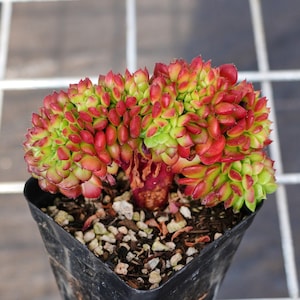 Sedeveria Letizia Crested,Succulent Plant,Succulent Gifts