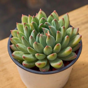 Echeveria Oracle, Planta Suculenta, Presentes Suculentos
