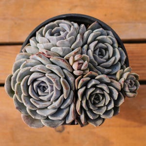 Echeveria Tagged,Succulent Plant,Succulent Gifts