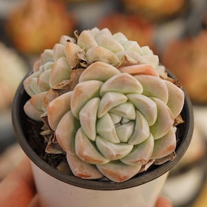 Echeveria Ice Green,Succulent Plant,Succulent Gifts