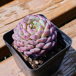 May include: A succulent plant in a square black pot. The plant has tightly packed, rounded leaves that transition from light green in the center to a deep purple-pink at the edges. The pot sits on a wooden surface.