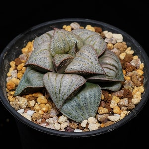 Haworthia Splendens, Succulent Plant,Succulent Gifts