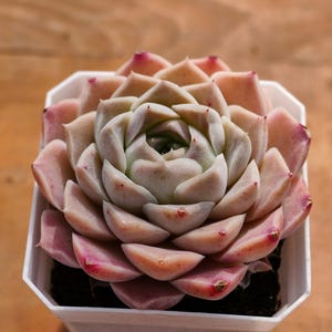 Echeveria Elegans White Rose,Succulent Plant,Succulent Gifts
