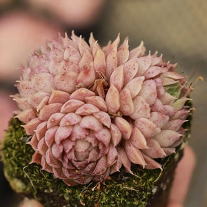 Echeveria Red Hole,Succulent Plant,Succulent Gifts