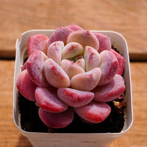 Echeveria Diana,Succulent Plant,Succulent Gifts