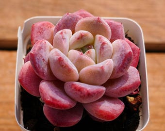 May include: A succulent plant with fleshy, rounded leaves in shades of pink and red, arranged in a rosette shape. The plant is potted in a small, square white container, set against a wooden surface.