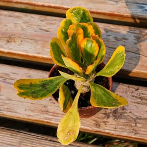 Eephorbia Poissonii Variegated,Succulent Plant,Succulent Gifts