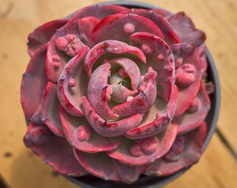 Echeveria Rain Drop Variegated,Succulent Plant,Succulent Gifts