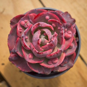 Echeveria Rain Drop Variegated,Succulent Plant,Succulent Gifts