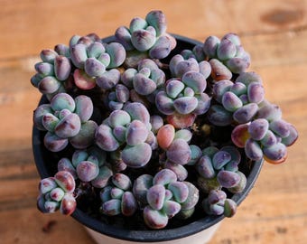 May include: A close-up of a small potted succulent plant with plump, rounded leaves in shades of purple and green.