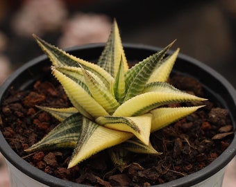 Haworthia Limifolia panachée, Plante succulente, Cadeaux succulents