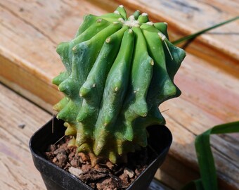 Ferocactus Glaucescens, Planta Suculenta, Regalos Suculentos