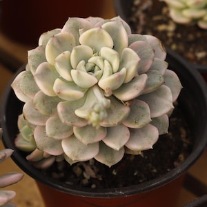 Echeveria Nicksana Variegated,Succulent Plant,Succulent Gifts