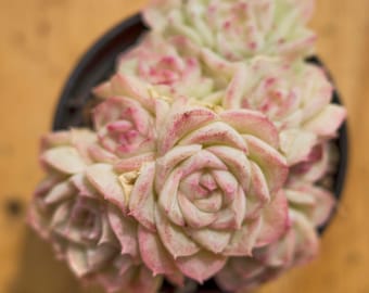 Echeveria cisne blanco de cara roja, planta suculenta, regalos suculentos