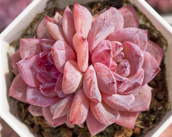 Echeveria Crystal,Succulent Plant,Succulent Gifts