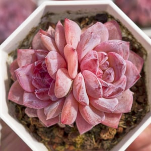 Echeveria Crystal,Succulent Plant,Succulent Gifts