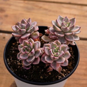 Echeveria Pretty in Pink Variegated,Succulent Plant,Succulent Gifts